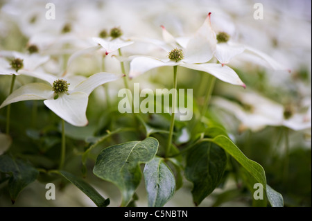 CORNUS Kousa Var Chinensis "Milky Way" chinesischer oder japanischer Hartriegel Stockfoto