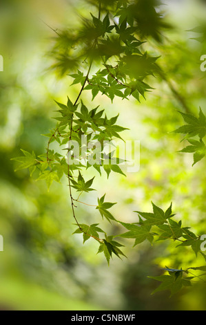 Frühling farbige frische grüne Blätter von Acer Palmatum, japanischer Ahornbaum Stockfoto