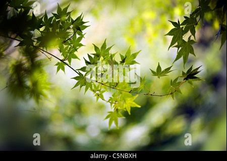 Frühling farbige frische grüne Blätter von Acer Palmatum, japanischer Ahornbaum Stockfoto