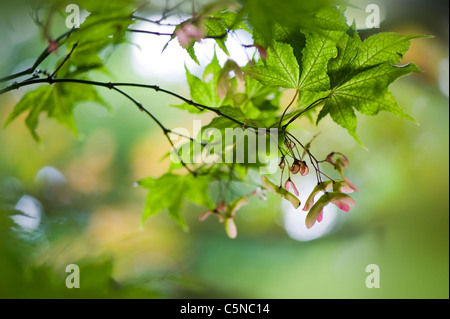 Japanischer Ahorn Samen Stockfoto