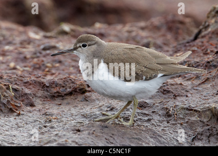 Flussuferläufer (Actitis Hypoleucos). Juvenile Nahrungssuche in Algen. Stockfoto