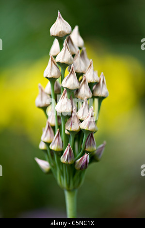 Sizilianischen Honig Knoblauch Seedheads - Nectaroscordum siculum Stockfoto