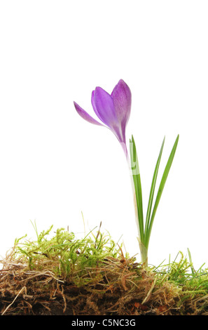 Ein einzelnes lila Krokus Blume wächst Gras und Moos gegen weiß Stockfoto