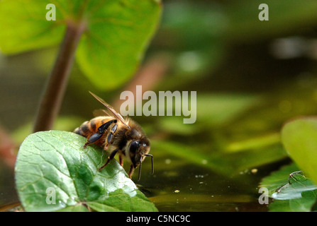 Eine Honigbiene sammeln von Wasser von einem Gartenteich Stockfoto