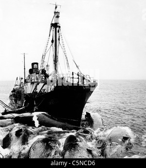 Walfangboot, 1964 Stockfoto