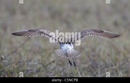 Bar-tailed Uferschnepfe (Limosa Lapponica). Erwachsenes Weibchen im Flug von der Kamera entfernt ist. Stockfoto
