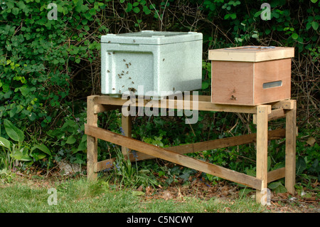 Polystyrol Kern Bienenstock und Reisen hive Kasten auf einem Stativ Stockfoto