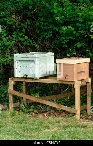 Polystyrol Kern Bienenstock und Reisen hive Kasten auf einem Stativ Stockfoto