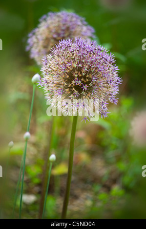 Allium Aflatunense 'Purple Sensation' - blühende Zwiebeln unter den Gräsern Stockfoto