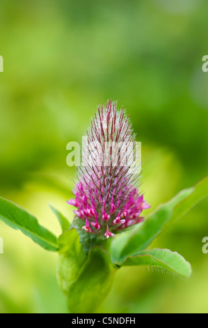 Trifolium Rubens "Rote Federn" Blume Stockfoto