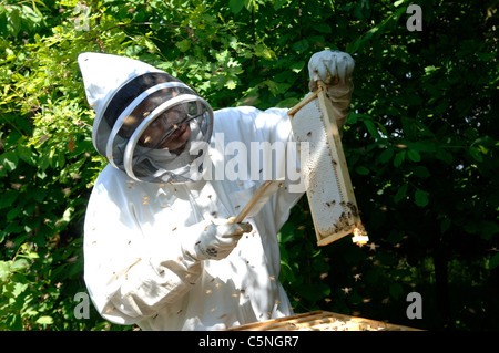 Putzen Sie und führen Sie Technik - Honig-Frames aus einem Bienenstock entfernen Stockfoto