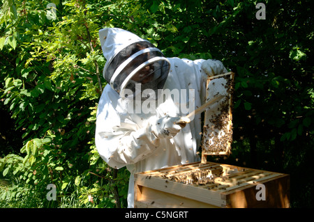 Putzen Sie und führen Sie Technik - Honig-Frames aus einem Bienenstock entfernen Stockfoto