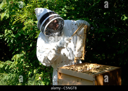 Putzen Sie und führen Sie Technik - Honig-Frames aus einem Bienenstock entfernen Stockfoto