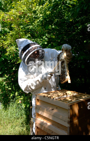 Putzen Sie und führen Sie Technik - Honig-Frames aus einem Bienenstock entfernen Stockfoto