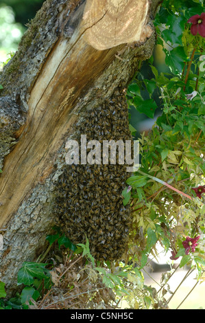 Bienenschwarm auf einen alten Apfelbaum mit Nesselsucht im Hintergrund Cluster Stockfoto
