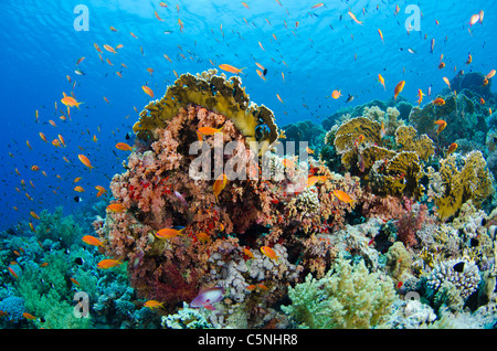 Typische Korallenriff im Roten Meer, Rotes Meer, Ägypten, Sinai, Ras Mohammed Stockfoto