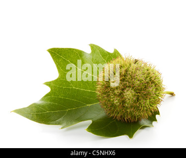 Samen und Blätter der Platane auf weiß Stockfoto