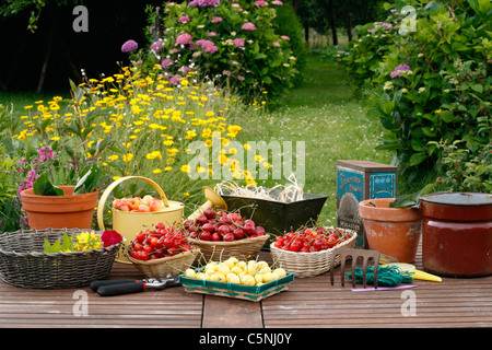 Ernte der Kirschen (Sauerkirschen und Bing Kirschen) in kleinen Körben auf den Gartentisch. Stockfoto