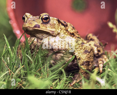 Kröte gemeinsame Kröte (Bufo Bufo) eines der Gärtner echte Freunde - frisst Schnecken, Insekten, Larven etc.. Von Oktober überwintert bis F Stockfoto