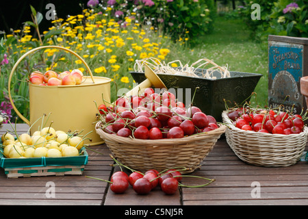 Ernte der Kirschen (Sauerkirschen und Bing Kirschen) in kleinen Körben auf den Gartentisch. Stockfoto