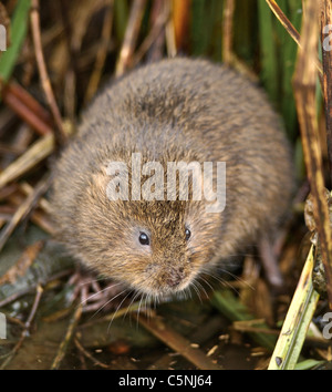 Die European Water Vole oder Northern Water Vole, Arvicola amphibius (früher A. terrestris), ist ein semi-aquatischen Nagetier. Aus den Archiven von Presse Portrait Service (ehemals Presse Portrait Bureau) Stockfoto