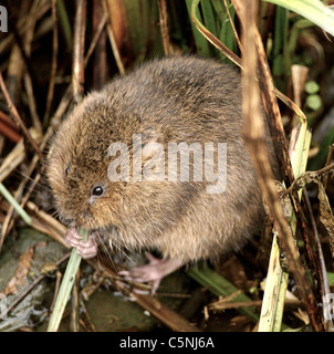 Die Europäische Wasser-Wühlmaus oder nördlichen Schermaus, Arvicola Amphibius (ehemals A. Terrestris), ist eine semi-aquatische Nager. Stockfoto