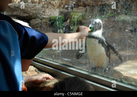 Afrikanische Pinguin auf dem Display an der Jerusalem biblischen Zoo wird angebotene Nahrung durch Glaswand Stockfoto