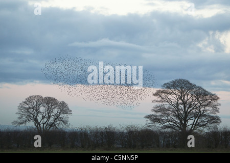 Starling - treffen in riesigen Herde am Schlafplatz Website Sturnus Vulgaris südlichen Schottland BI020539 Stockfoto