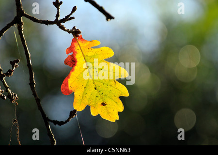 Von hinten beleuchtete Blatt der Eiche Baum im Herbst. Stockfoto