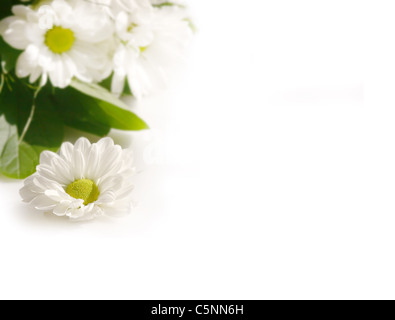 weiße Blumen auf weißem Hintergrund Stockfoto