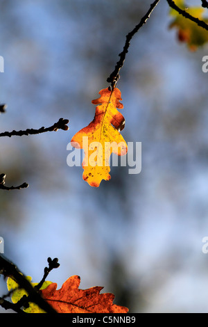 Von hinten beleuchtete Eichenblätter Baum im Herbst. Stockfoto