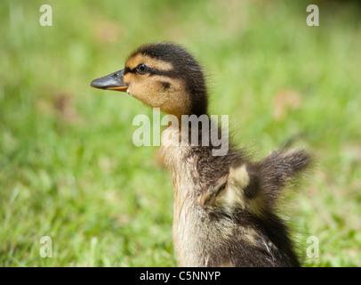 Stockente Entlein Flügeln den kleinen. Gesehen in Cheltenham, England. Stockfoto