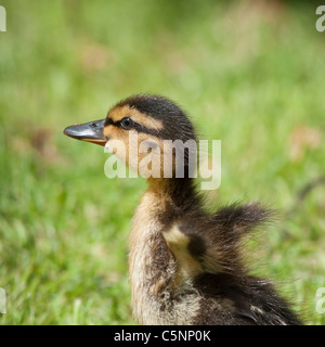 Stockente Entlein Flügeln den kleinen. Gesehen in Cheltenham, England. Stockfoto