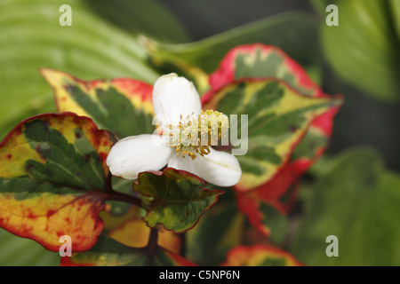 Chamäleon-Pflanze im Boden Houttuynia Cordata Variegatus Stockfoto