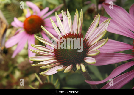 Bild von lila Sonnenhut im Garten Echinacea Stockfoto