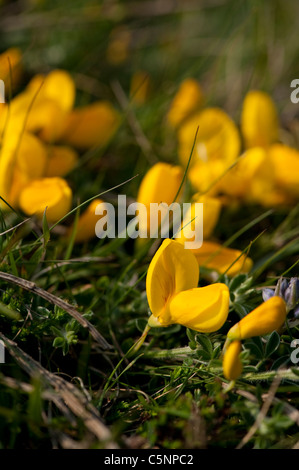 Gemeinsamen Vogel's – Foot Trefoil, Lotus corniculatus Stockfoto