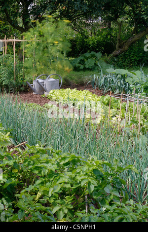 Gemüsegärten von Kartoffeln, Schalotten, Salat, Lauch, und zwei Zink Gießkannen in der Nähe von Fenchel. Stockfoto