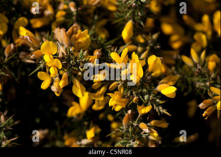 Gemeinsamen Gorse, Ulex Europaeus in Blüte Stockfoto