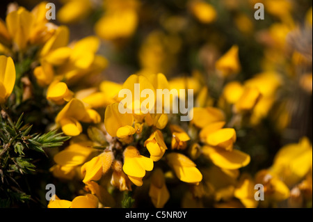 Gemeinsamen Gorse, Ulex Europaeus in Blüte Stockfoto