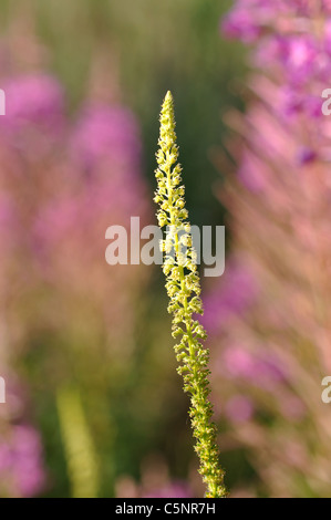 Schweißnaht, Reseda luteola Stockfoto