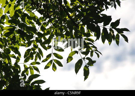 Esche, Fraxinus Excelsior, blickte verlässt im Sommer Stockfoto
