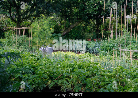 Gemüsegärten von Kartoffeln, Schalotten, Kopfsalat Lauch, Porree, in einem Gemüsegarten. Stockfoto