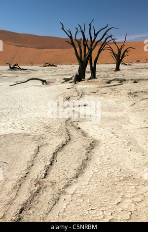 Deadvlei im Bereich der Namib-Wüste - Namibia Sossusvlei. Bäume sind seit über 1000 Jahren getrockneten. Stockfoto