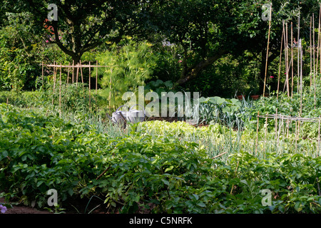 Gemischte Betten von Kartoffeln, Schalotten, Kopfsalat, Lauch, Tomaten in einem Gemüsegarten. Stockfoto