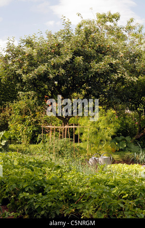 Gemischte Betten von Kartoffeln, Schalotten, Kopfsalat, Lauch, Tomaten in einem Gemüsegarten. Stockfoto