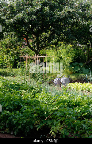 Gemischte Betten von Kartoffeln, Schalotten, Kopfsalat, Lauch, Tomaten in einem Gemüsegarten. Stockfoto