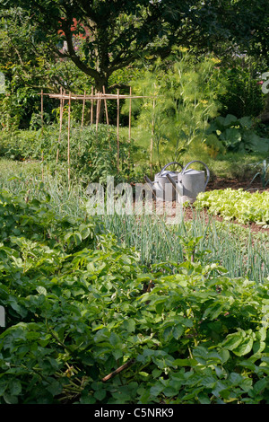 Gemischte Betten von Kartoffeln, Schalotten, Kopfsalat, Lauch, Tomaten in einem Gemüsegarten. Stockfoto