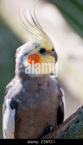 Ein Nymphensittich Stockfoto