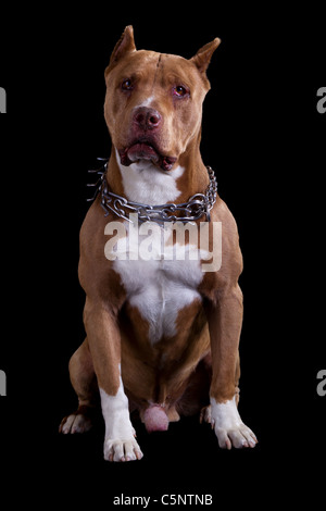 Nach Meister Amerika Pit Bull Studio Black isolierte Porträt Stockfoto