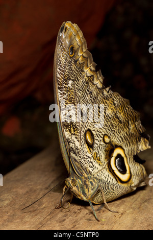 Owl Butterfly Lat Caligo Eurilochus ruht auf einem Zweig Stockfoto